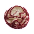 Kwiat - broszka wykonany szydełkiem z włóczki mieszanej z wełną - rozmiar ok . 8 - 10 cm - kolory: ecru z bordo